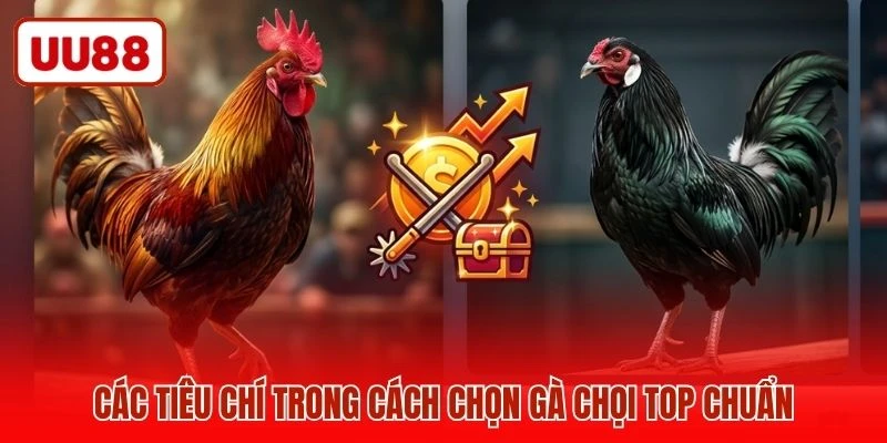 Các tiêu chí trong cách chọn gà chọi top chuẩn