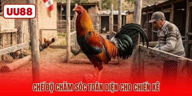 Chế độ chăm sóc toàn diện cho chiến kê