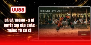 Đá Gà Thomo - 3 Bí Quyết Soi Kèo Chắc Thắng Từ Sư Kê