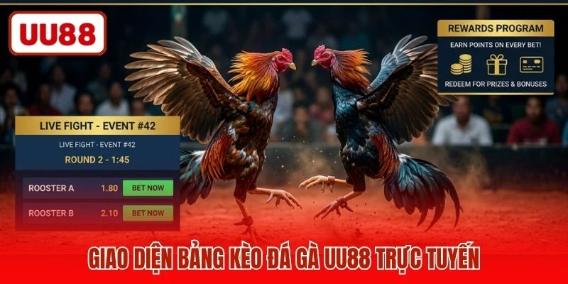Giao diện bảng kèo đá gà UU88 trực tuyến