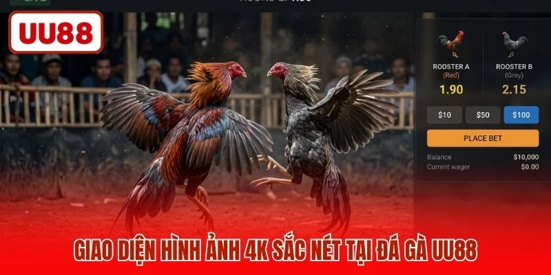 Giao diện hình ảnh 4K sắc nét tại đá gà UU88