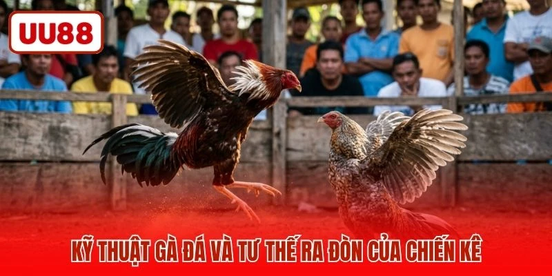 Kỹ thuật gà đá và tư thế ra đòn của chiến kê