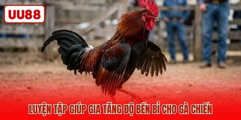 Luyện tập giúp gia tăng độ bền bỉ cho gà chiến