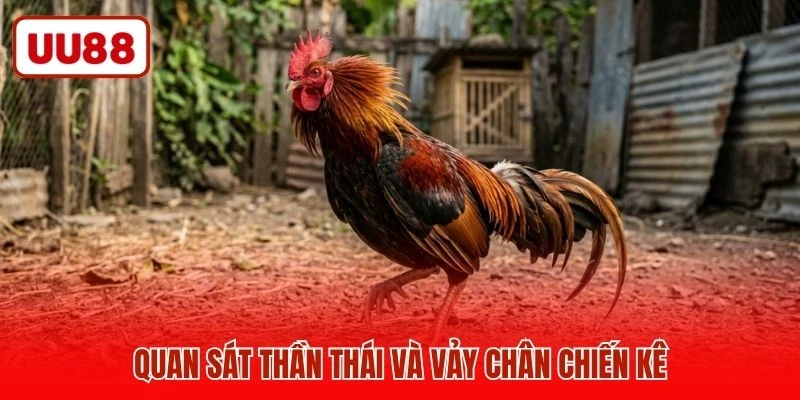 Quan sát thần thái và vảy chân chiến kê