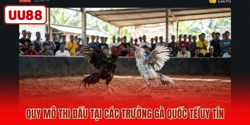 Quy mô thi đấu tại các trường gà quốc tế uy tín