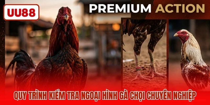 Quy trình kiểm tra ngoại hình gà chọi chuyên nghiệp
