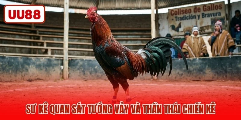 Sư kê quan sát tướng vảy và thần thái chiến kê
